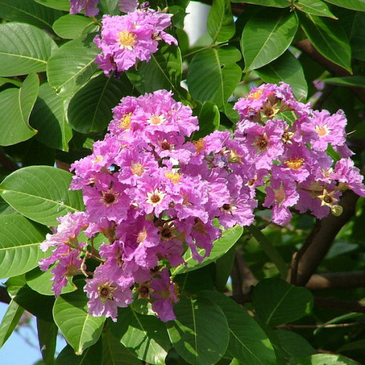 Lagerstroemia Speciosa