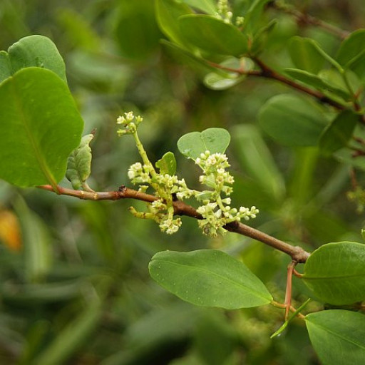 Laguncularia Racemosa