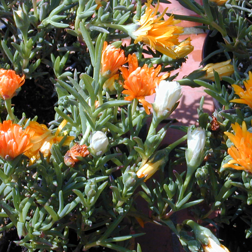 Lampranthus Aurantiacus