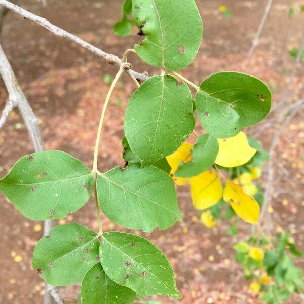 False Marula Tree False-Marula (Lannea Schweinfurthii) Care Guide: Water, Soil ...