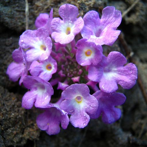 Lantana Montevidensis