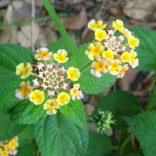 Lantana × Strigocamara