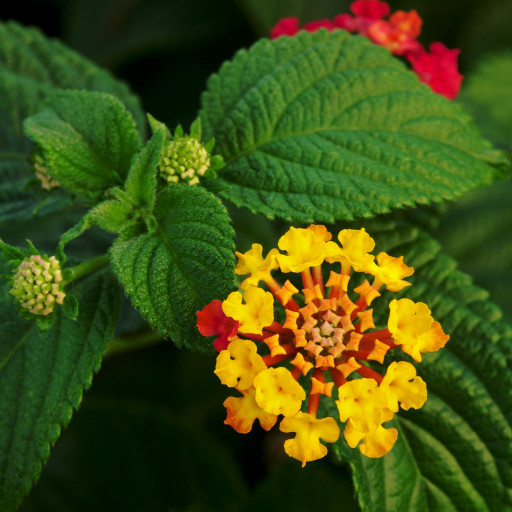 Lantana