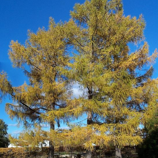 Larix Sibirica