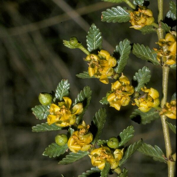 Larrea Nitida