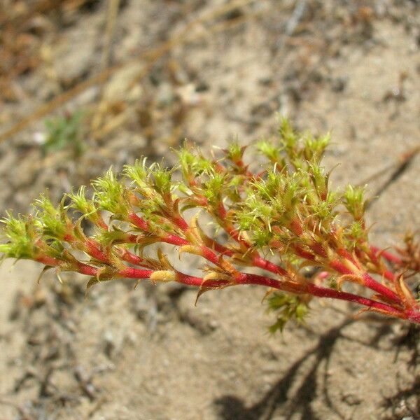 Lastarriaea Coriacea