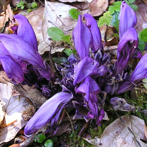 Lathraea Clandestina