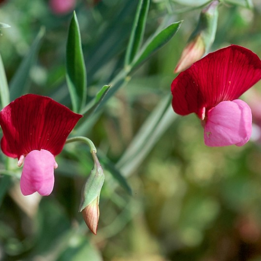 Lathyrus Clymenum
