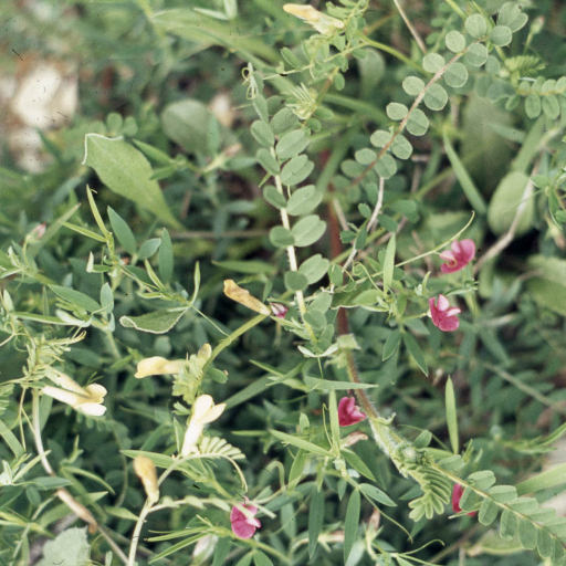 Lathyrus Inconspicuus