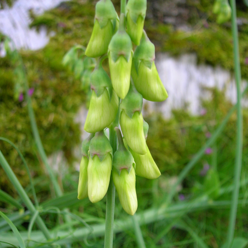 Lathyrus Linifolius