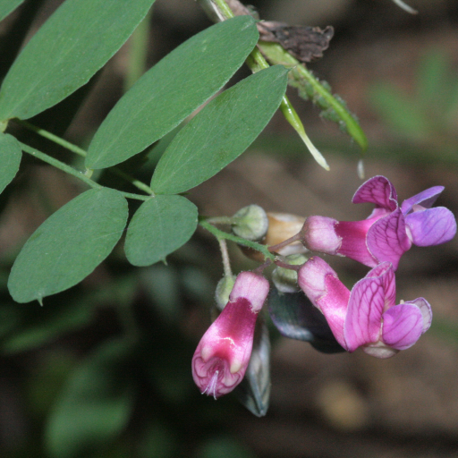 Lathyrus Niger