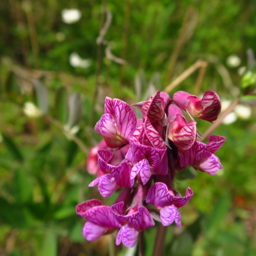 Lathyrus Pisiformis