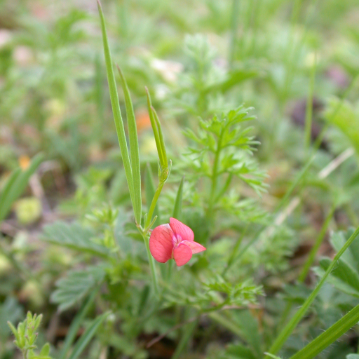 Lathyrus Sphaericus