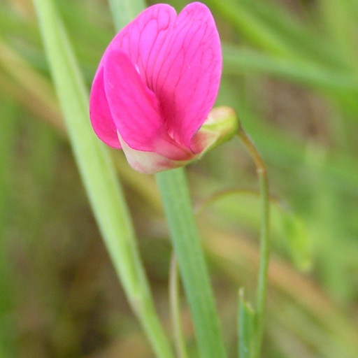 Lathyrus