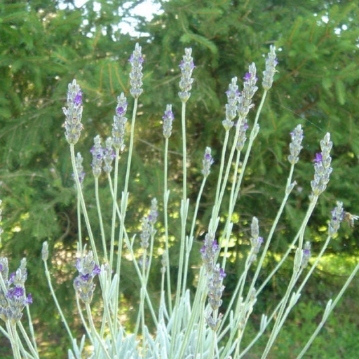 Lavandula Lanata