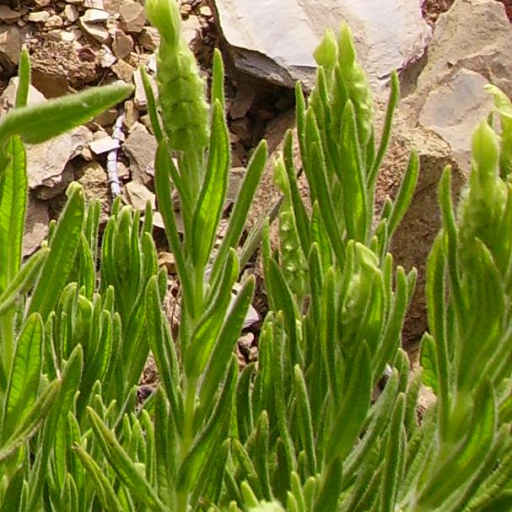 Lavandula Viridis