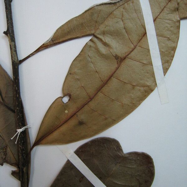 Laxoplumeria Baehniana