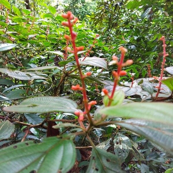 Leanndra Names Leandra Grandifolia Care Guide: Water, Soil & Propagation - Plantiary