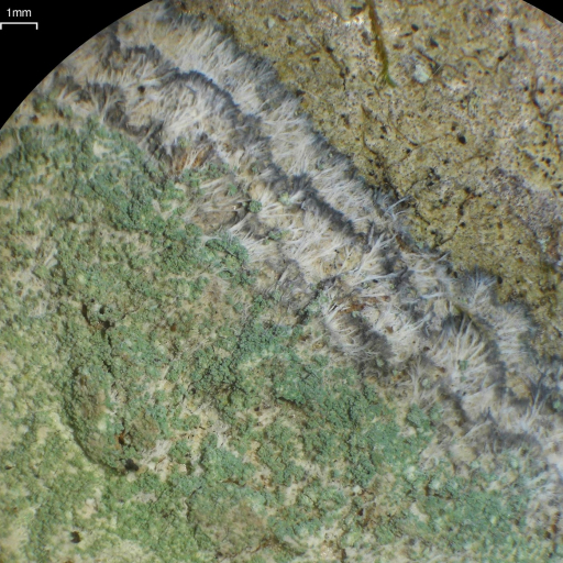 Lecanora Thysanophora