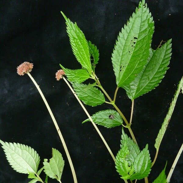 Lecanthus Peduncularis