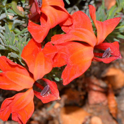Lechenaultia Formosa