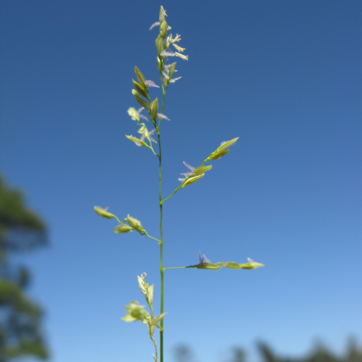 Swamp Rice Grass (Leersia Hexandra) Plant Care & How to Grow, Water