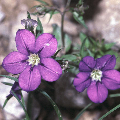 Legousia Speculum-veneris