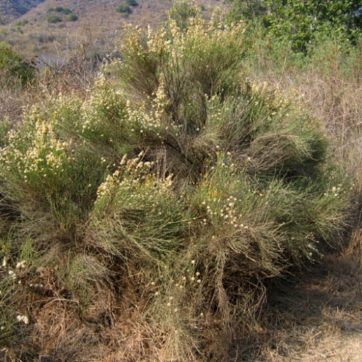 Lepidospartum Squamatum