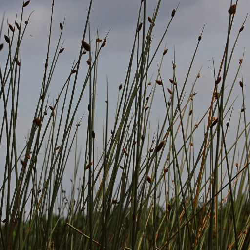 Lepironia Articulata