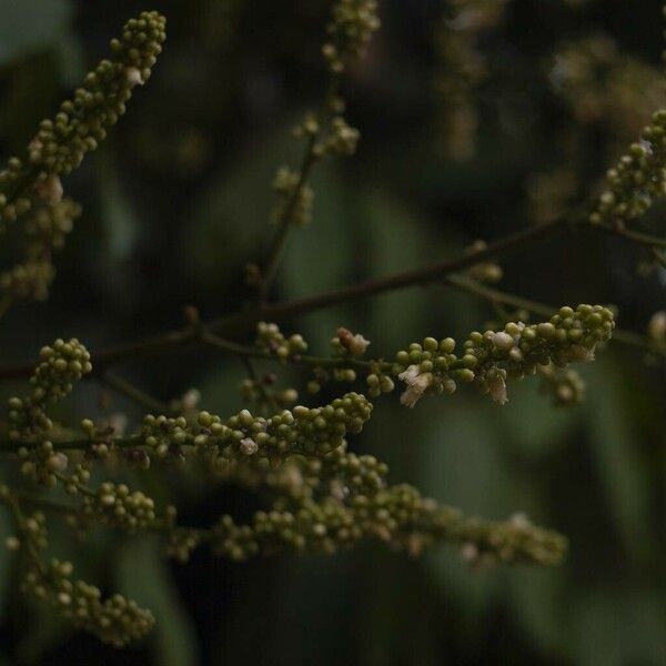 Lepisanthes Rubiginosa