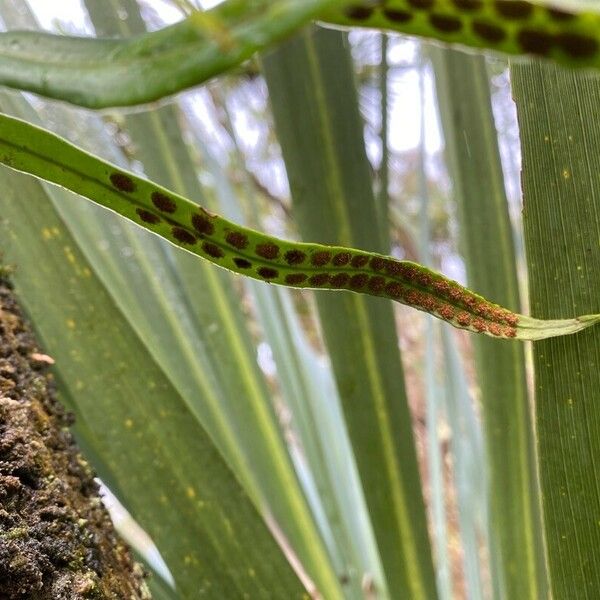 Lepisorus Thunbergianus