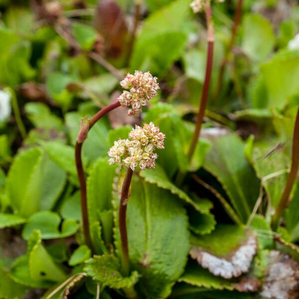 Leptarrhena Pyrolifolia