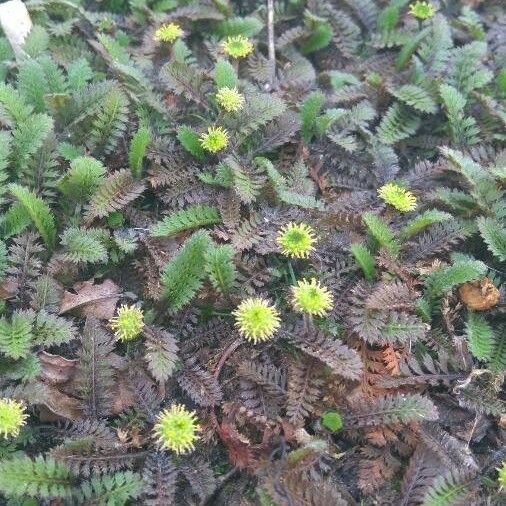 Leptinella Potentillina