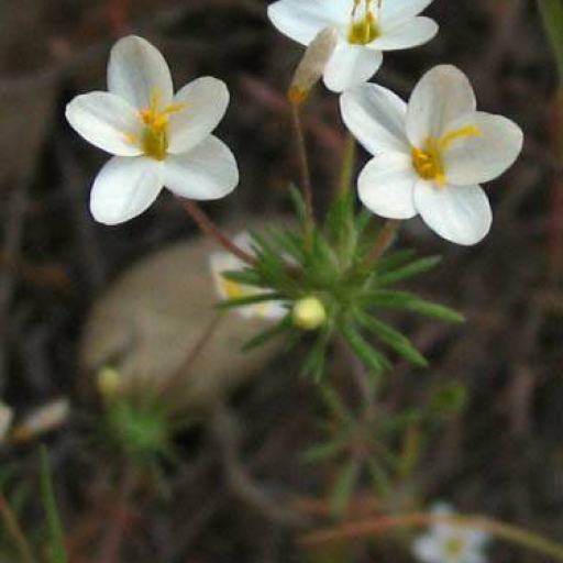 Leptosiphon Parviflorus