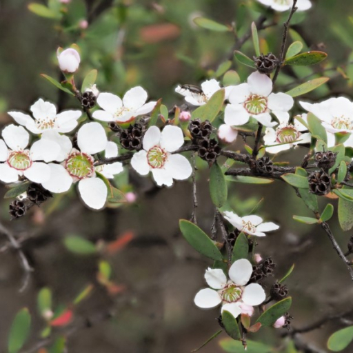Leptospermum Brevipes