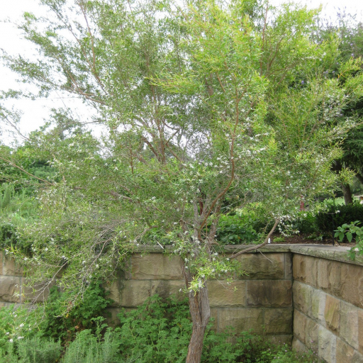 Leptospermum Petersonii