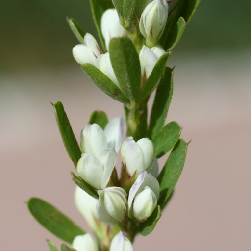 Lespedeza Cuneata