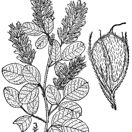 Lespedeza Hirta
