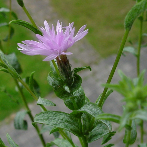 Lessingia Leptoclada