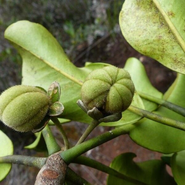 Cernuous Lethedon Cernua Care Guide: Water, Soil & Propagation - Plantiary