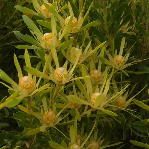 Leucadendron Coniferum