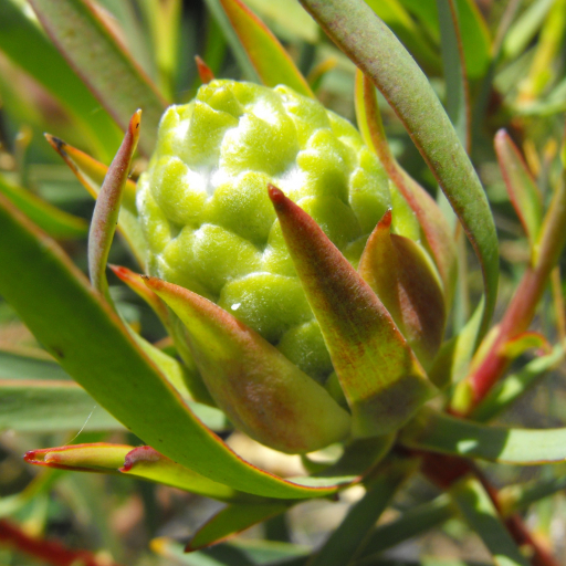 Leucadendron Salicifolium