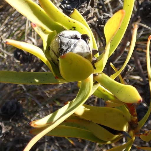 Leucadendron Salignum