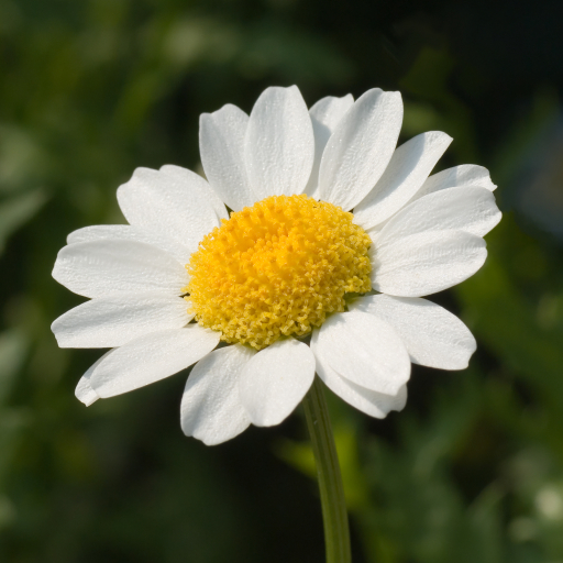 Leucanthemum Paludosum