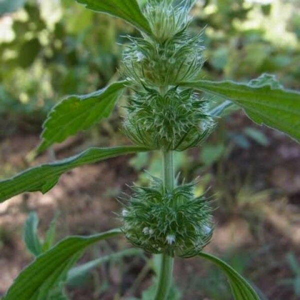 Leucas Martinicensis