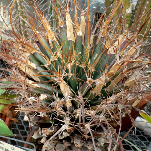 Leuchtenbergia Principis