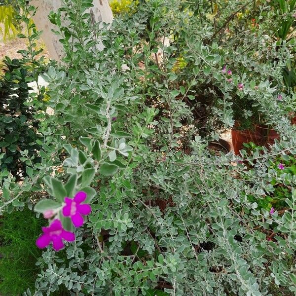 50 Frische Leucophyllum Pflanzensamen - Robust & Pflegeleicht