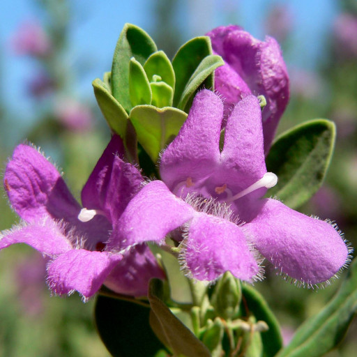 Leucophyllum Frutescens