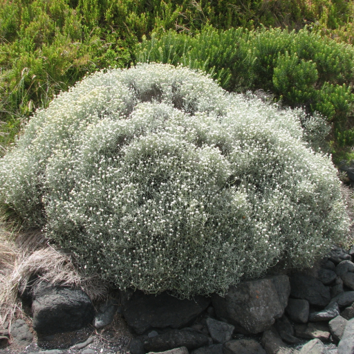 Leucophyta Brownii