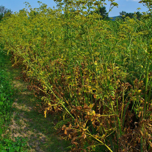 Levisticum Officinale